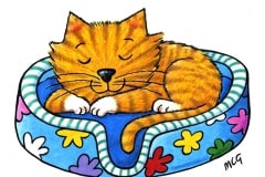 1-Nuovocardtabbycat